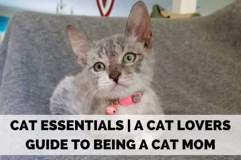 CAT ESSENTIALS | A CAT LOVERS GUIDE TO BEING A CAT MOM