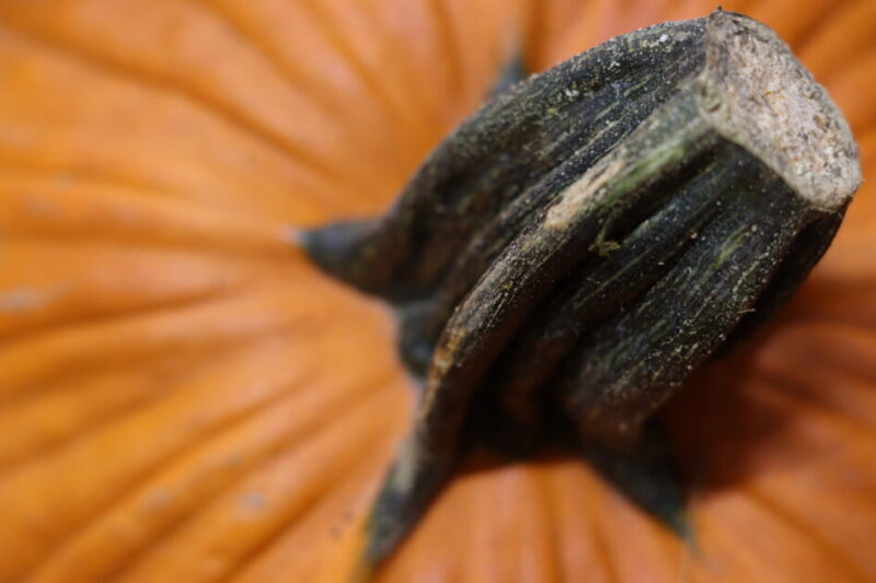 Fall Festivals on Long Island